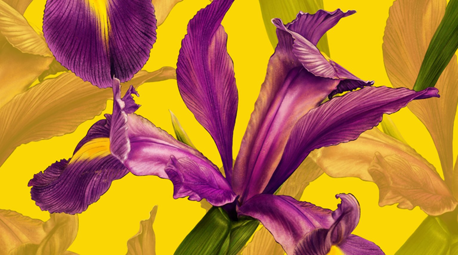 Radiant Irises